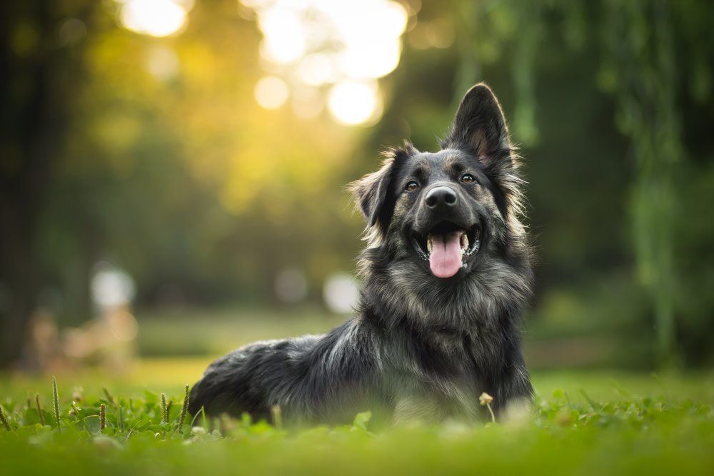 MentalStimulationforDogs Total Vet