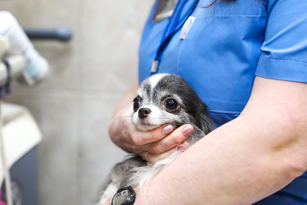 PetOwnersGuidetoStomachCancerinDogsCausesSymptomsandTreatment Total Vet Stomach Cancer in Dogs