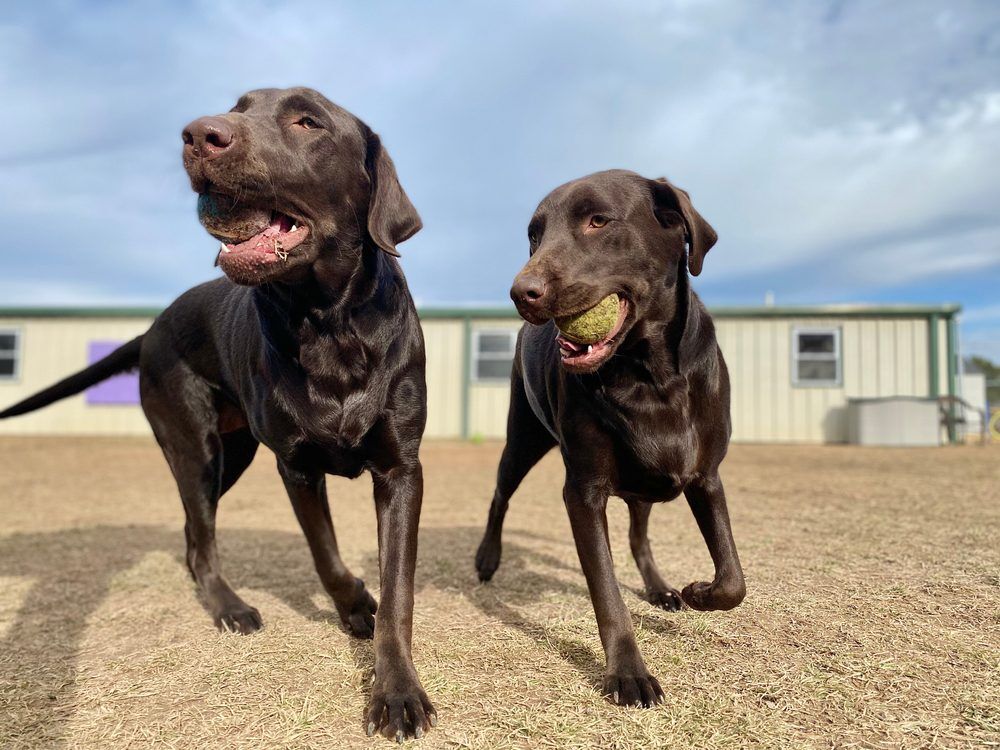 GoofyYoungPurebredChocolateLabDogsOutsideFrolickingWithTennis Total Vet Previcox for Dogs