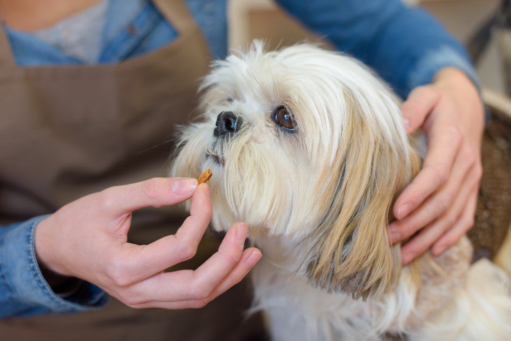 WomanOfferingTabletToDog Total Vet probiotics for puppies