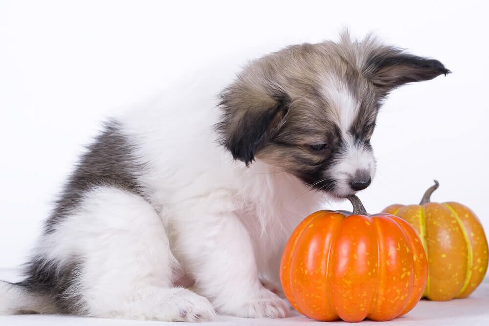 PumpkinforDogsACureforDogUpsetStomachProblems1 Total Vet Pumpkin for Dogs