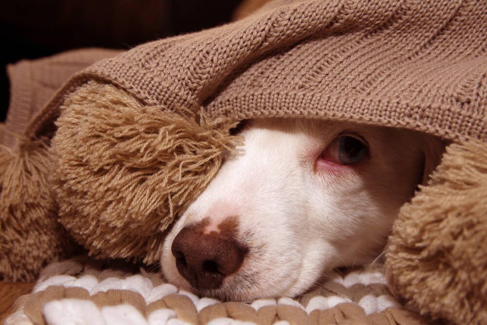 PuppySeparationAnxietyExplainedCausesTreatmentandPrevention Total Vet puppy separation anxiety
