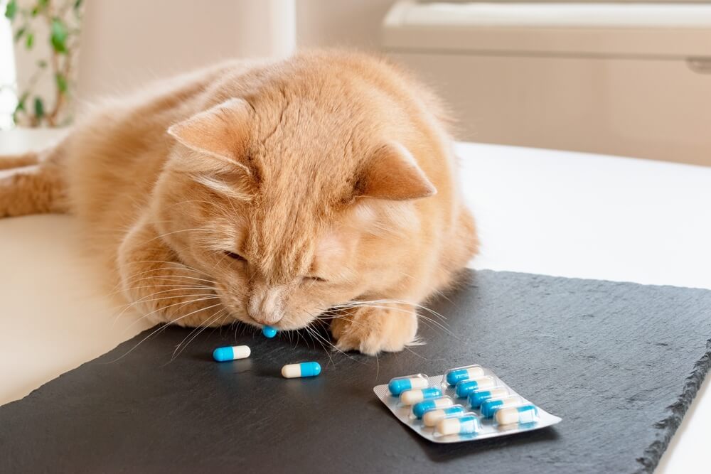 The6BestProbioticsforCatswithDiarrheaAccordingtoaVeterinarian Total Vet probiotics for cats with diarrhea