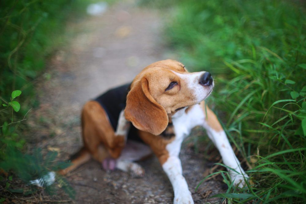 BeagleDogScratchingBodyOnGreenGrassOutdoorInThe Total Vet The Benefits of Nexgard and How to Use it on Your Dog