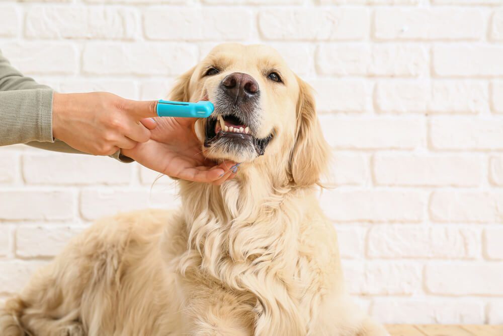 TheBest5DogToothpastetoCleanYourCaninesTeeth Total Vet dog getting teeth cleaned with dog toothpaste