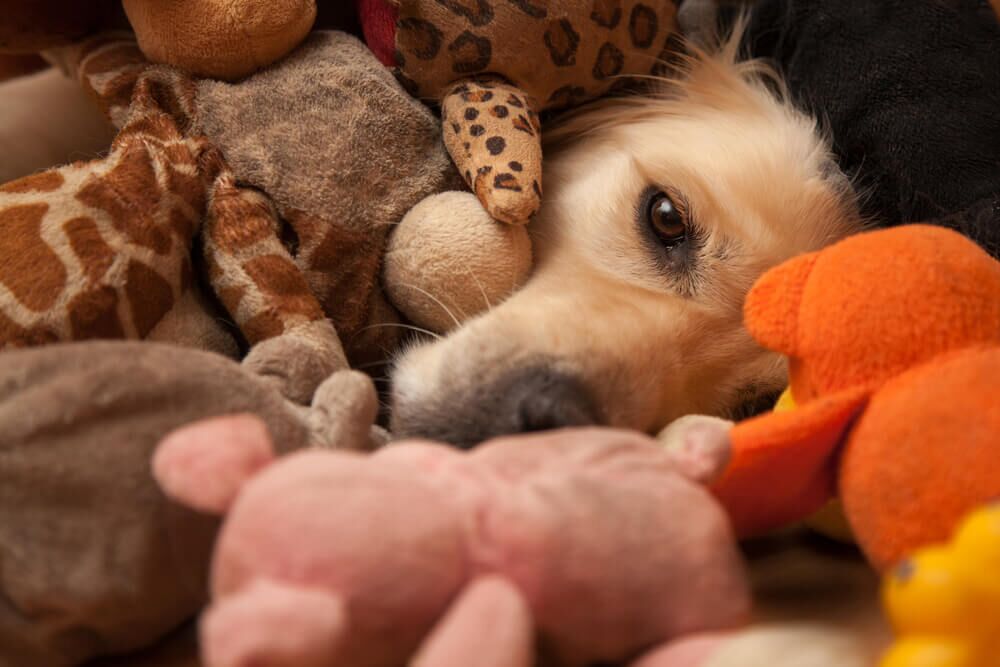 TheBest5DogToySubscriptionBoxesforEveryTypeofDog Total Vet dog lying with his stuffed toys