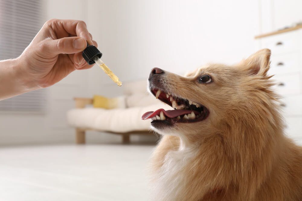 TheBestJointSupplementforDogsWithHipDysplasia Total Vet joint supplement for dogs with hip dysplasia