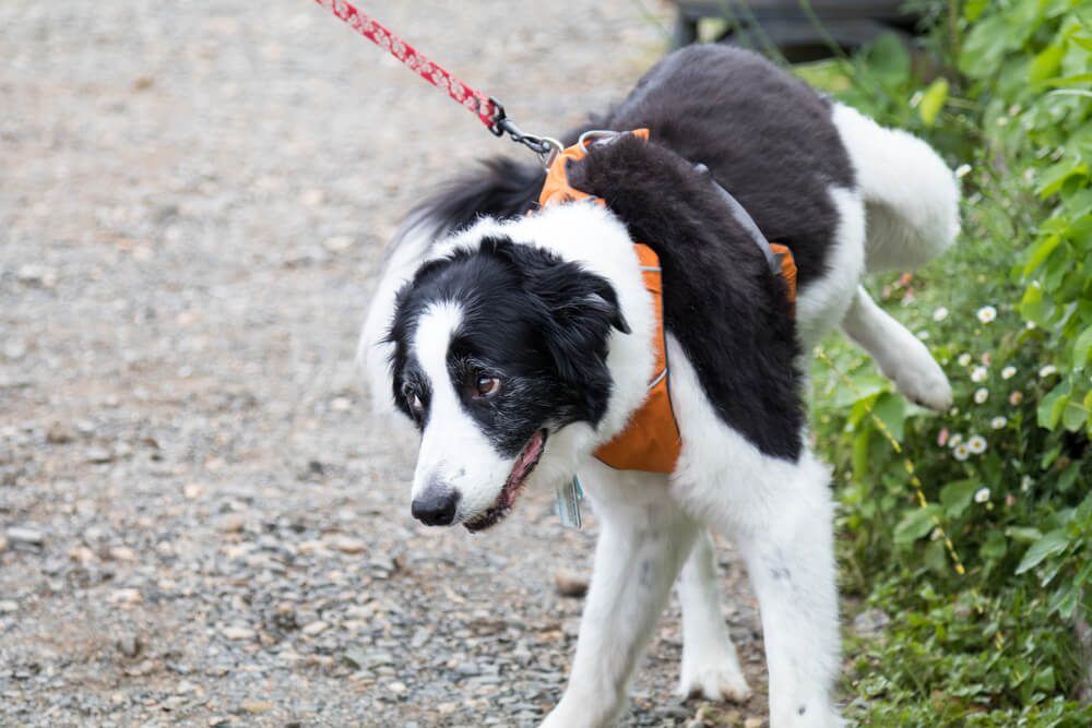 UrinaryTractInfectionsinDogsRemediesandTreatment Total Vet Dog with UTI