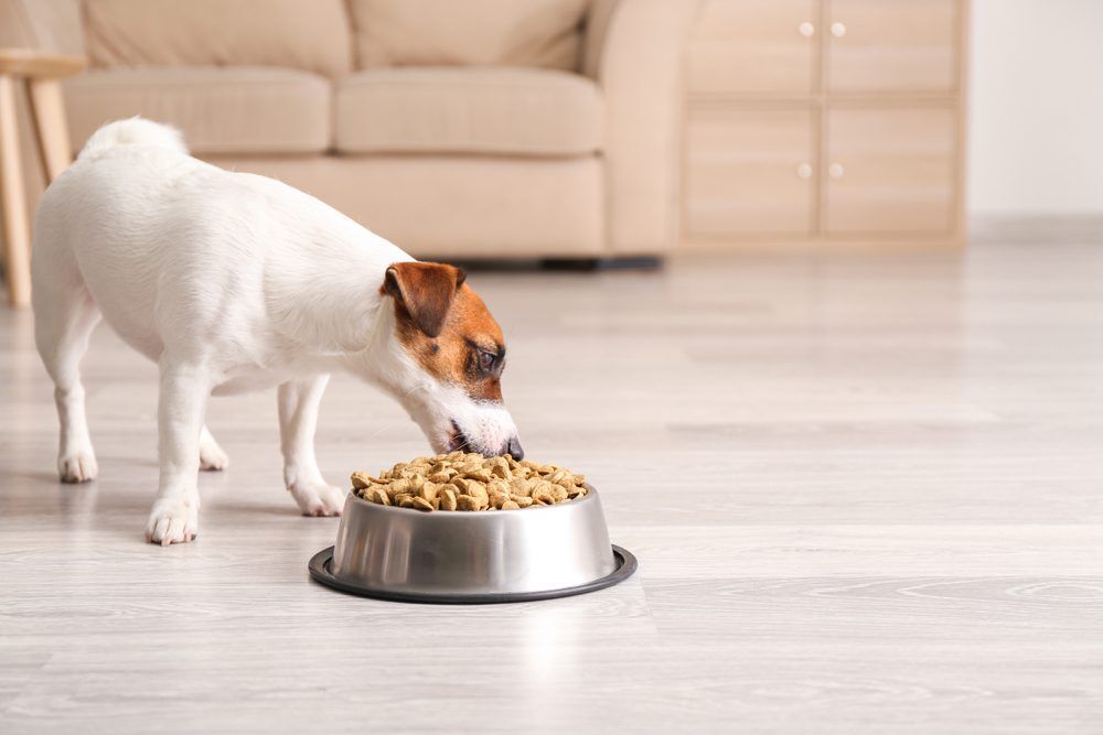 CuteFunnyDogNearBowlWithDryFoodAtHome Total Vet dog food with probiotics