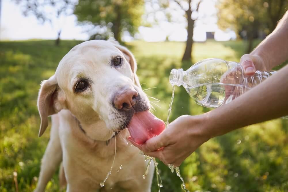 howhotistoohotfordogs Total Vet how hot is too hot for dogs