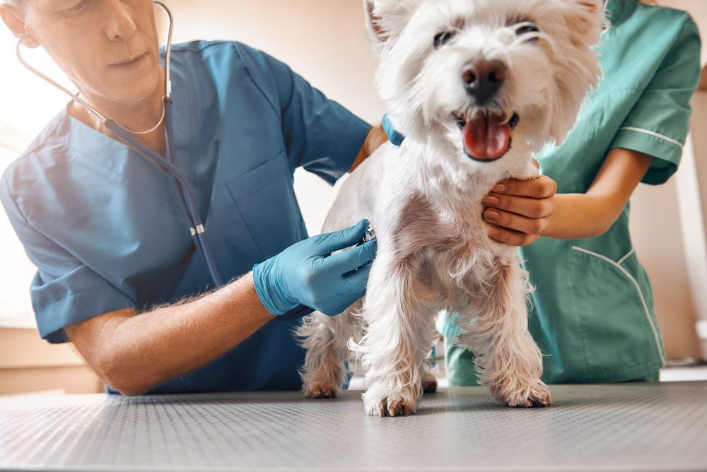 SuchACutePatientATeamOfTwoProfessionalVeterinarians Total Vet how much do veterinarians make