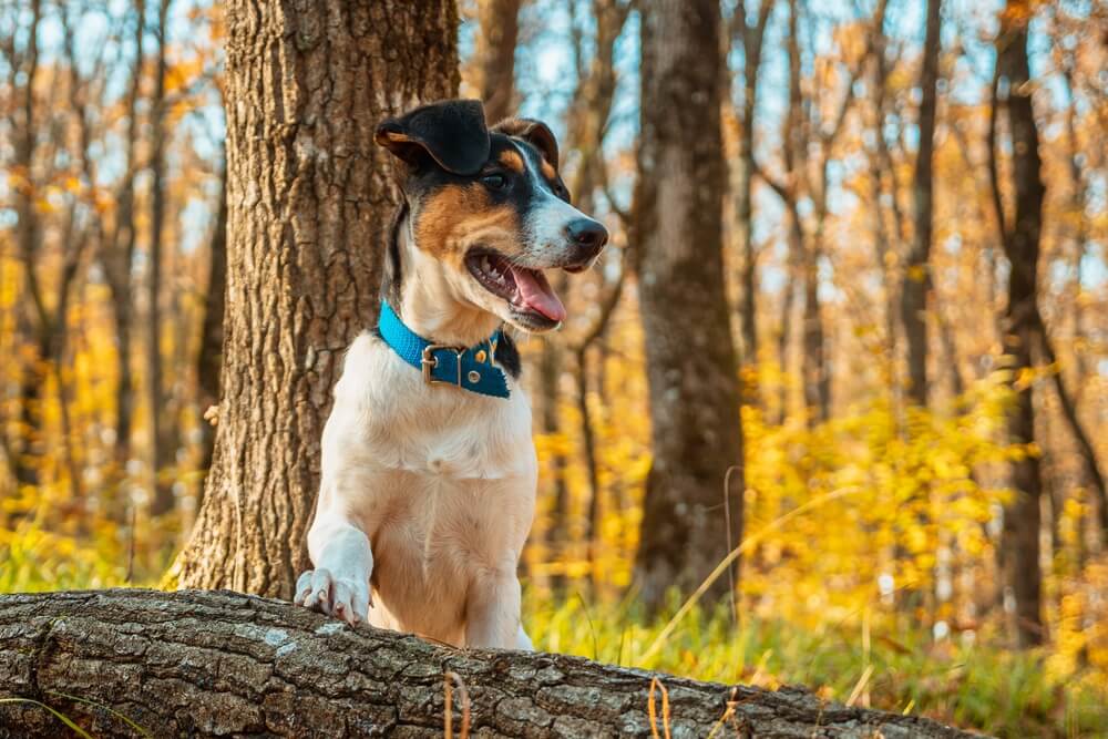 howtogetsapoutofdogfur Total Vet how to get sap out of dog fur
