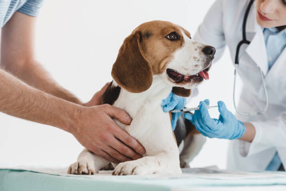 shutterstock1085204597 Total Vet Bordetella Vaccine