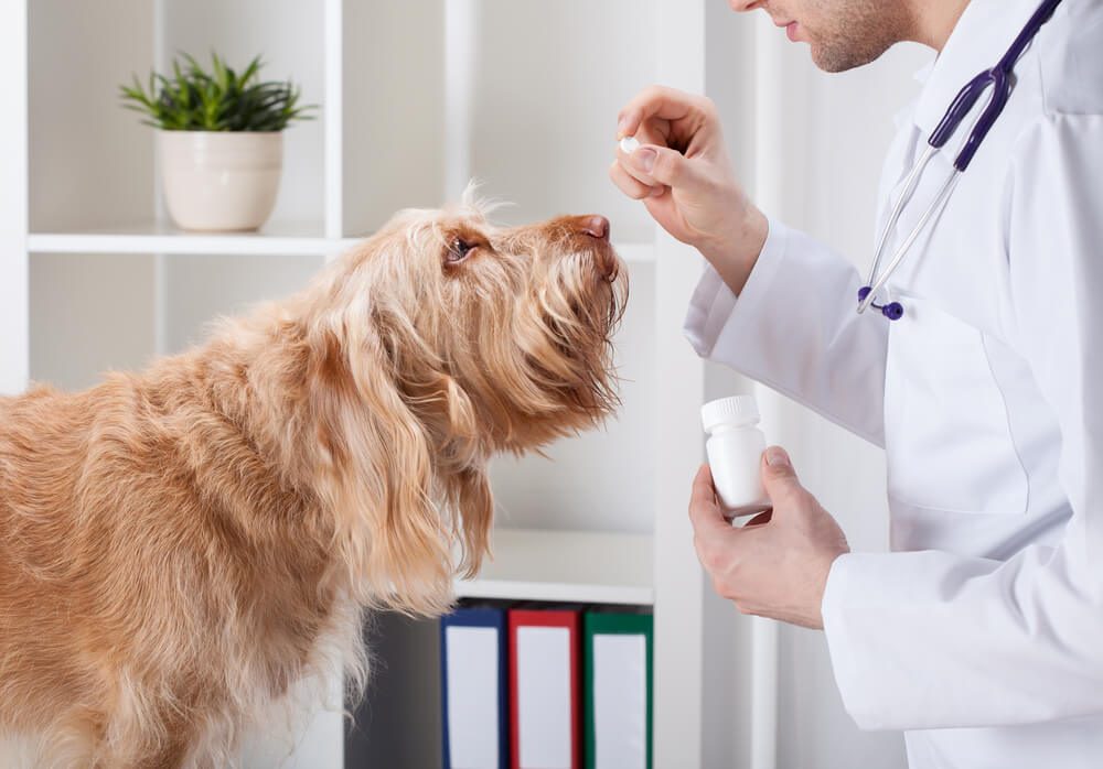 shutterstock182261234 Total Vet Amoxicillin for Dogs