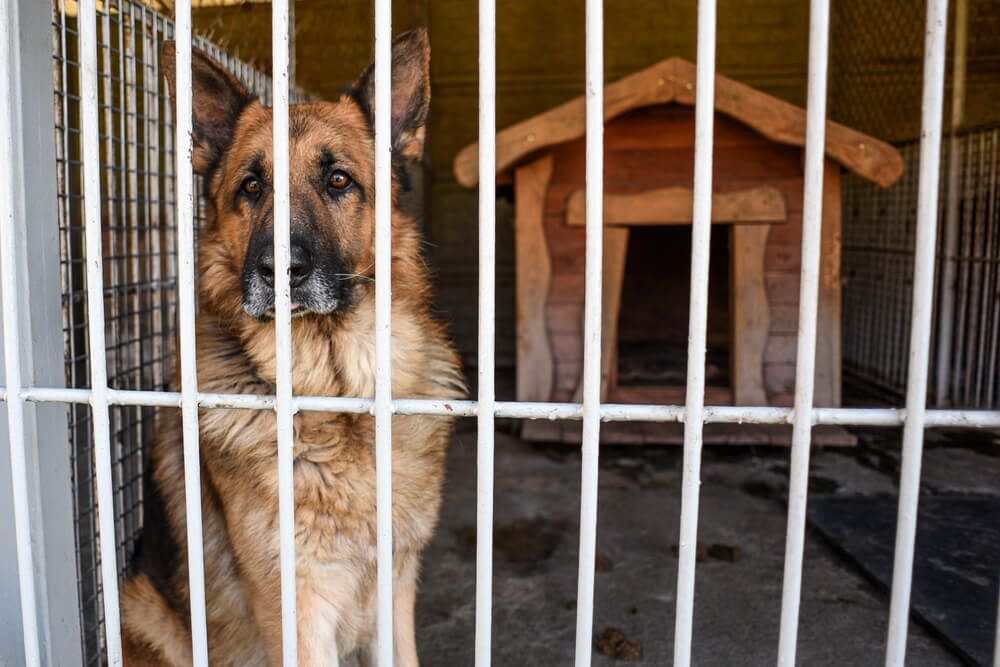 shutterstock1904358037 Total Vet animal shelter statistics