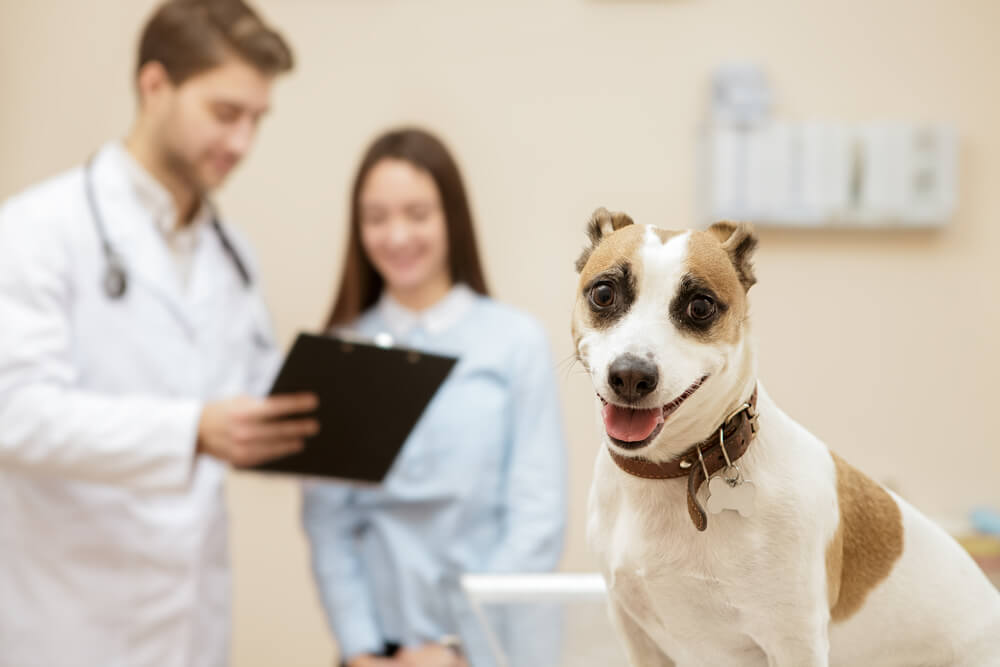 shutterstock545269885 Total Vet Petsmart Insurance
