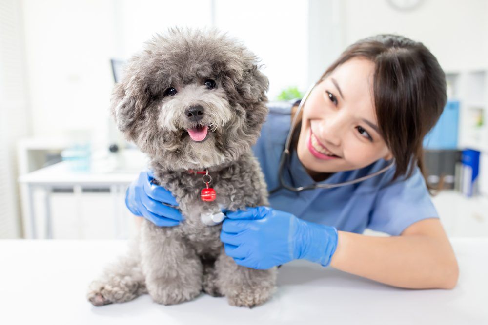 YoungFemaleVeterinarianDoctorListenToDogWithStethoscope Total Vet veterinarian scholarships