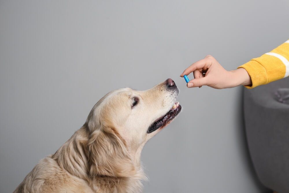 shutterstock2196216851 Total Vet Vitamin D3 for Dogs