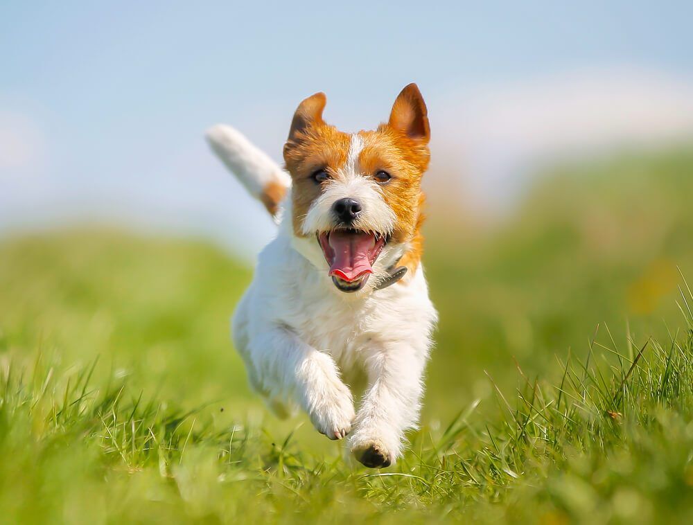 shutterstock265071971 Total Vet Nicotinamide Mononucleotide