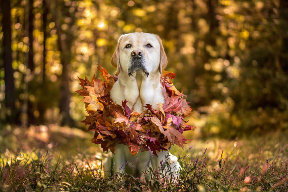 thanksgivingpetsafetytips5waystokeepyourpetssafethisthanksgiving Total Vet thanksgiving pet safety tips 5 ways to keep your pets safe this thanksgiving