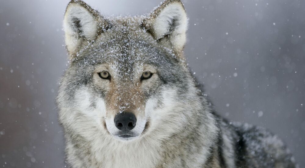 endangered animals in the us