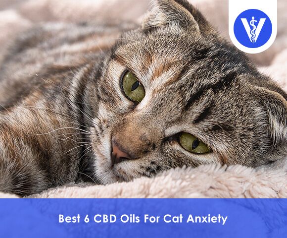 Best CBD Oils For Cat Anxiety Total Vet Best CBD Oils For Cat Anxiety