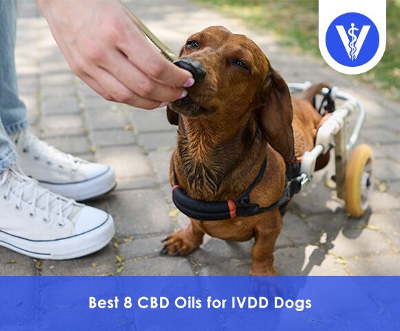 Best CBD Oil For IVDD Dogs Total Vet Best CBD Oil For IVDD Dogs
