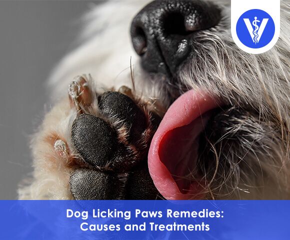 Dog licking paws remedies Total Vet Dog licking paws remedies