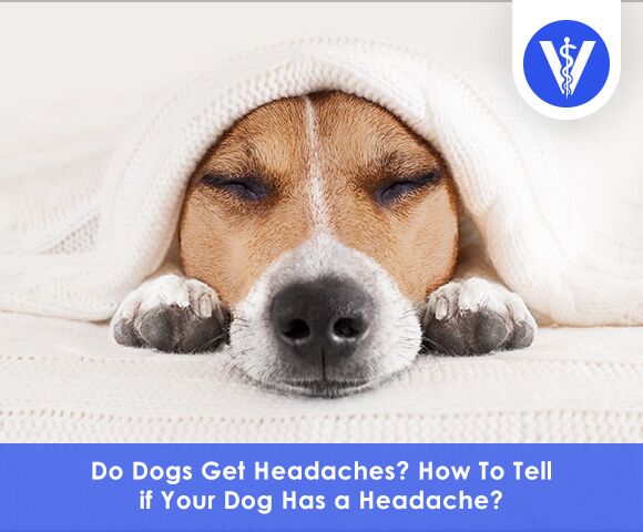 Do dogs get headaches Total Vet Do dogs get headaches