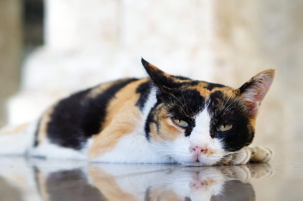 ProbioticsForCatsWithIBDSymptomsDiagnosisTreatment Total Vet Probiotics For Cats With IBD