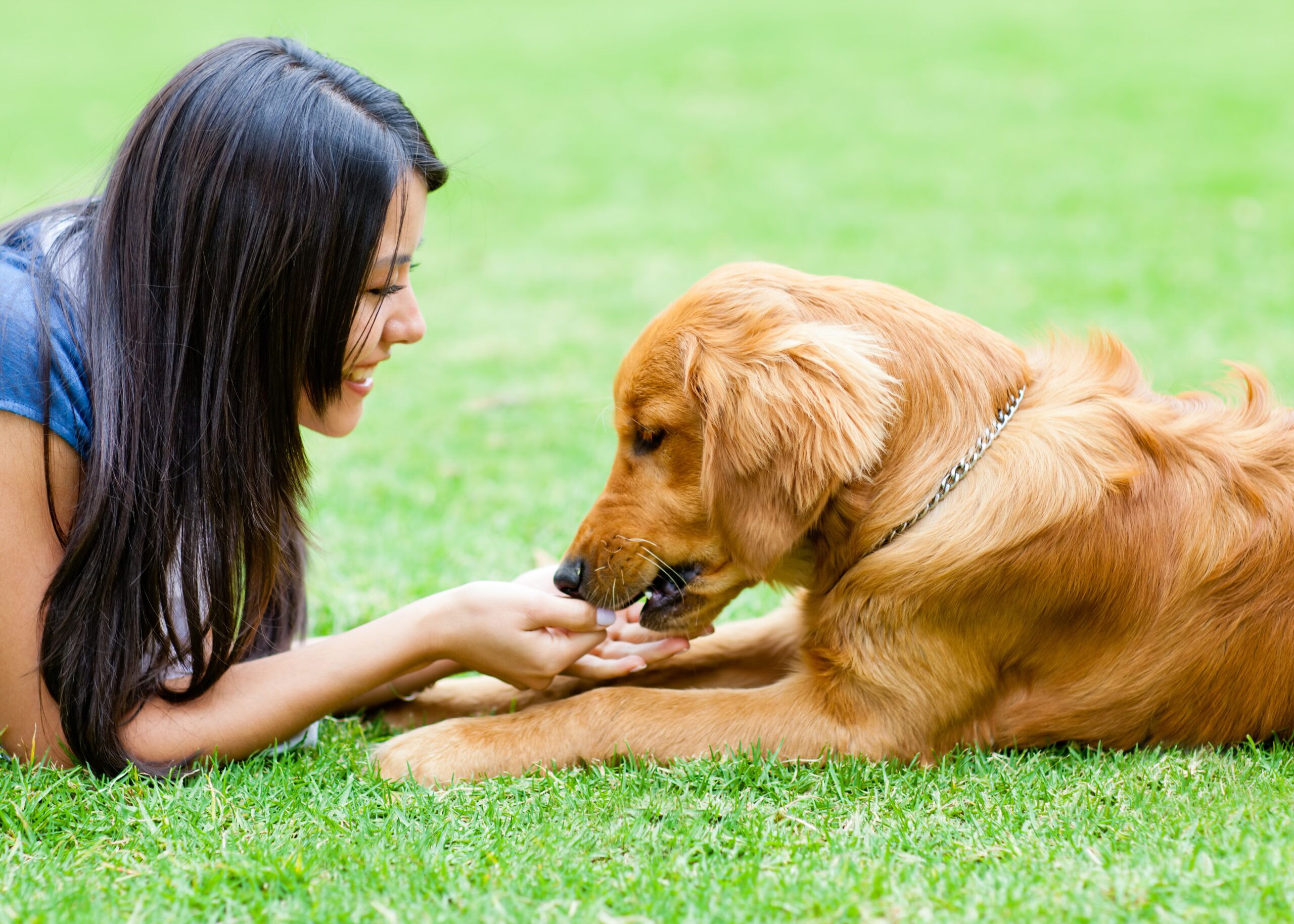 Can Dogs Eat Chicken Nuggets Total Vet