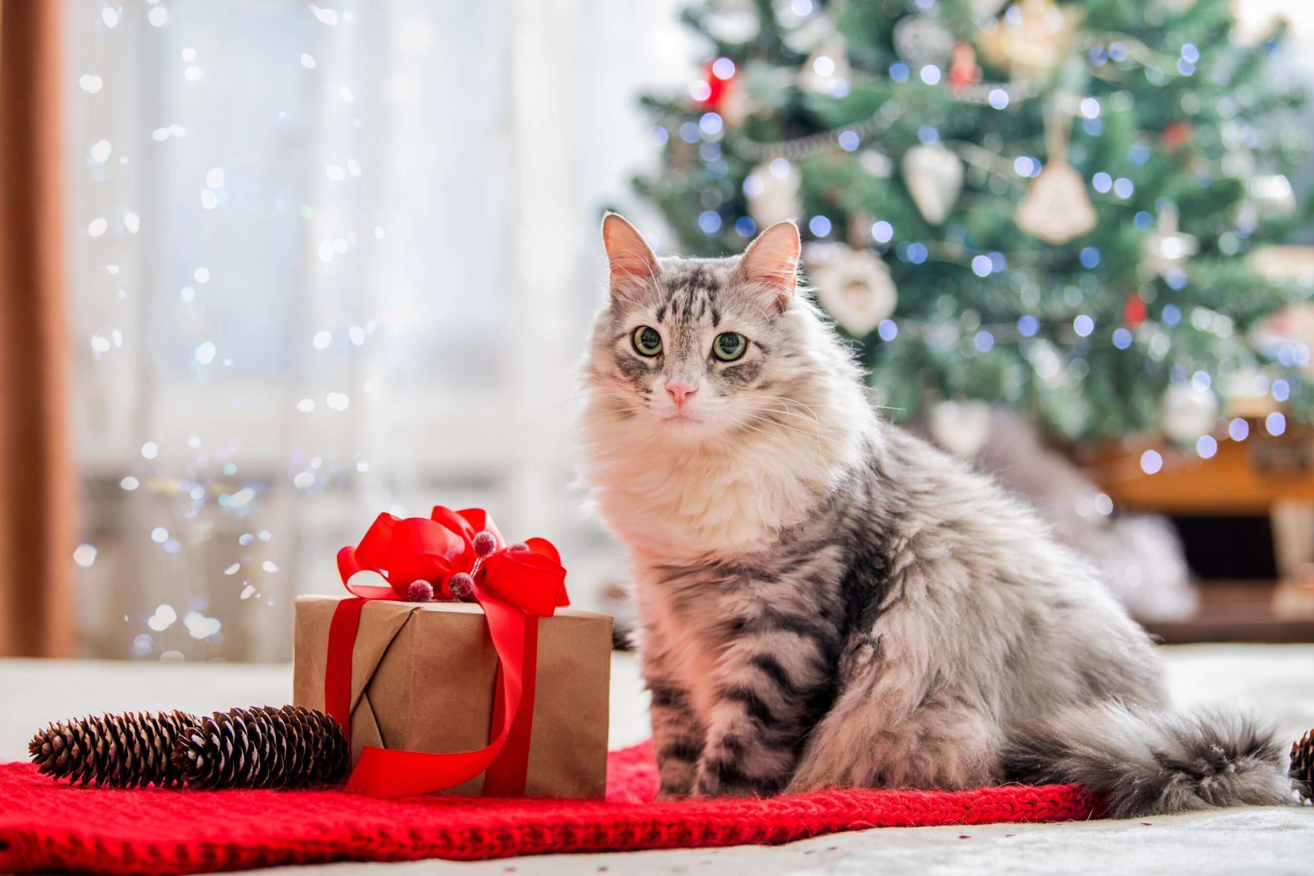 Holiday Gift Guide for Cats