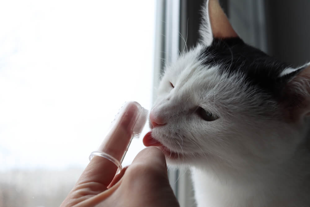 TheBestCatToothpasteOurTop6PicksReviewed Total Vet Cat licking cat toothpaste