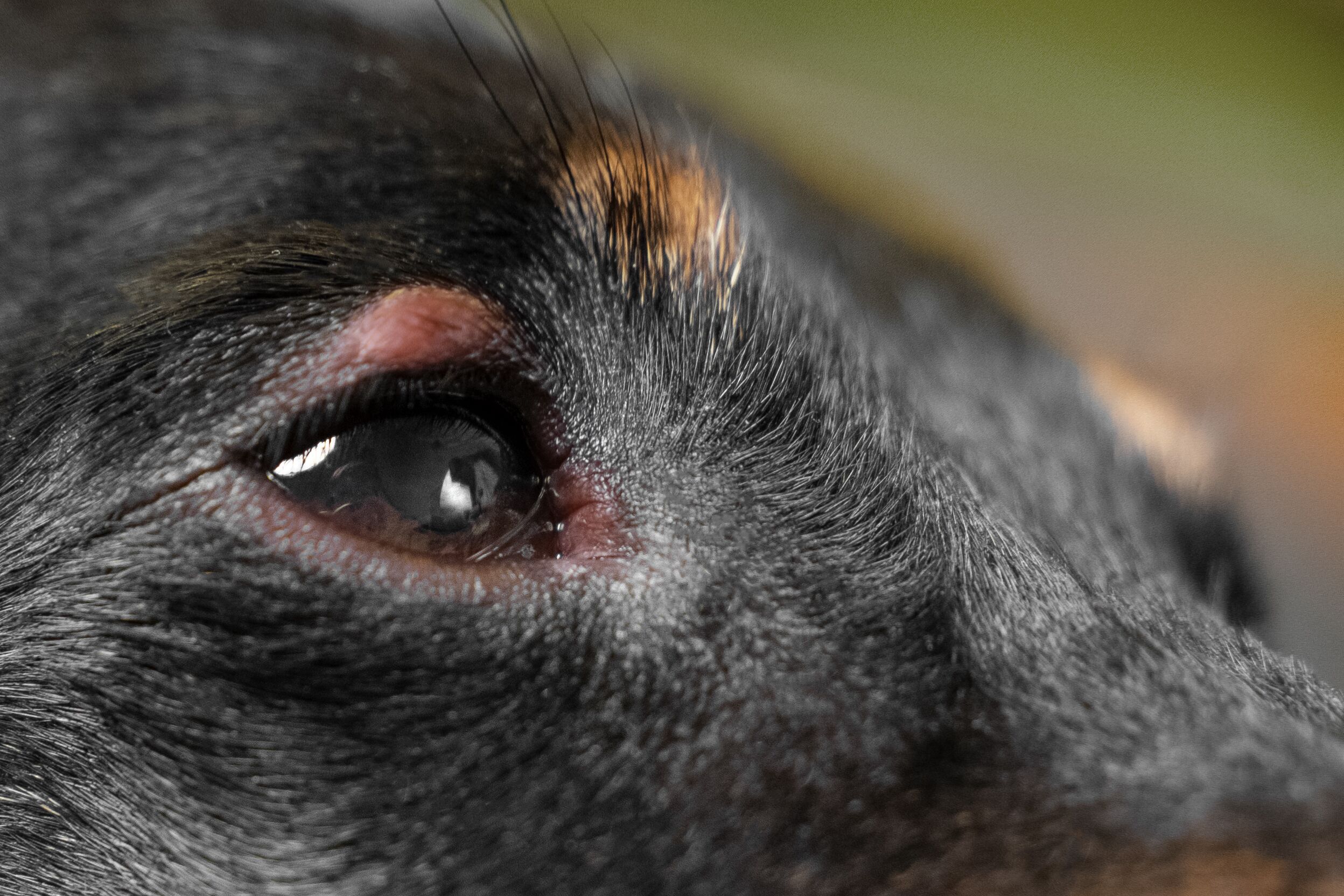 Eyelid Lumps in Dogs