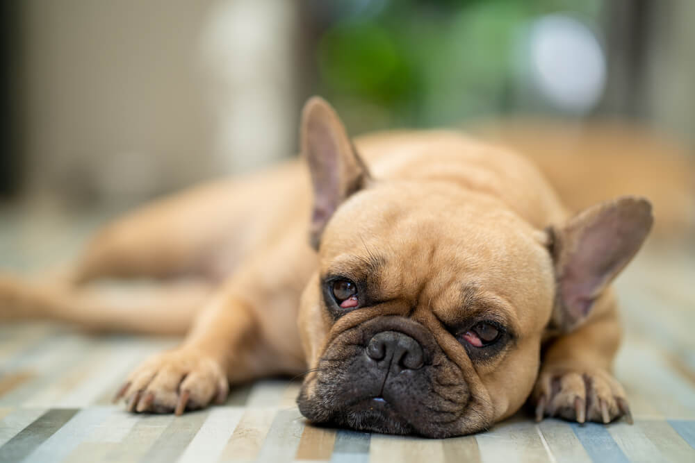 Dog with cherry eye