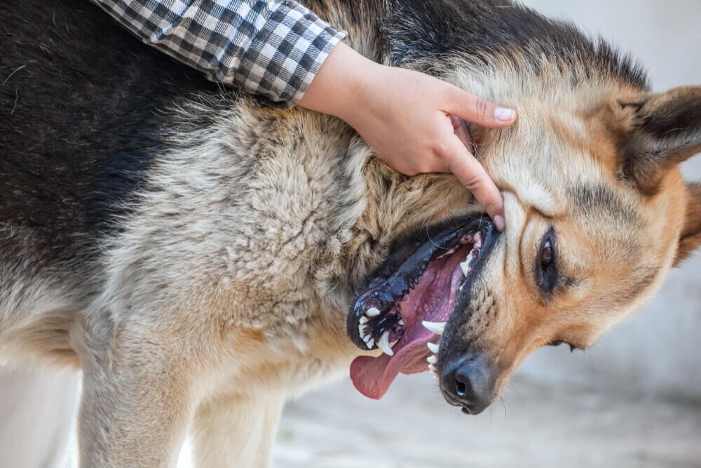 dog grinding teeth