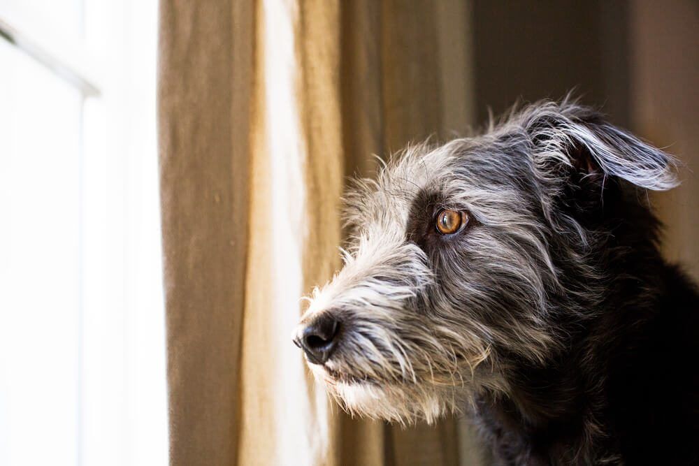 Separation Anxiety in Dogs