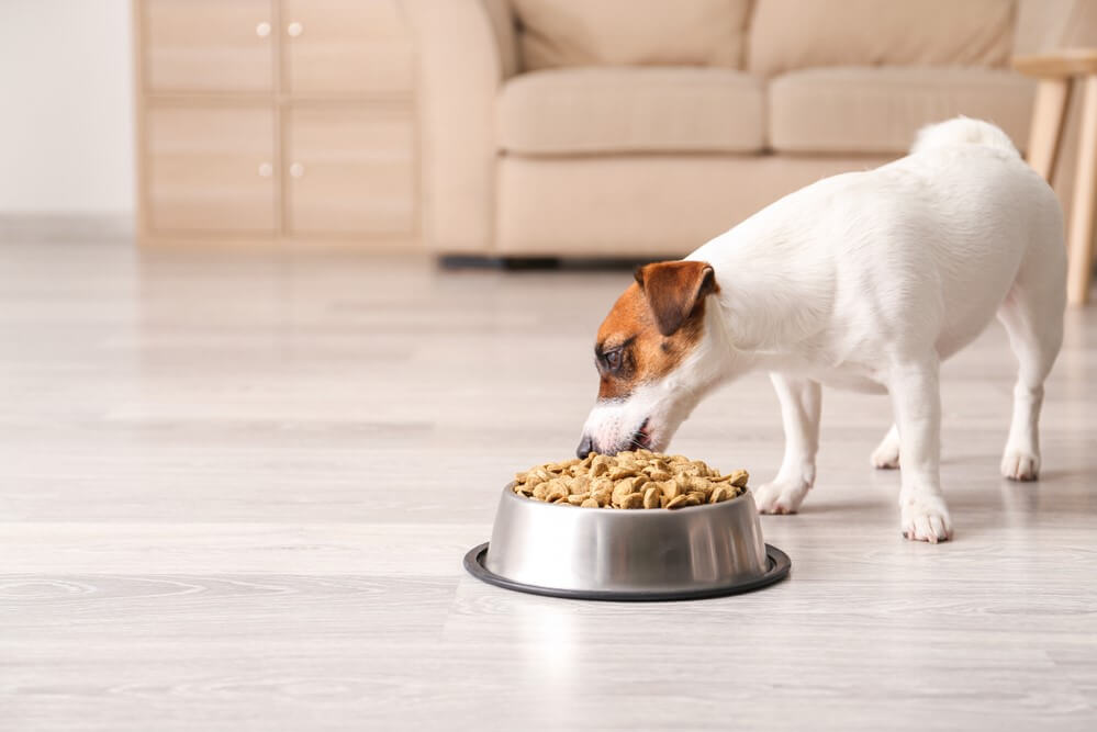 High Fiber Dog Food