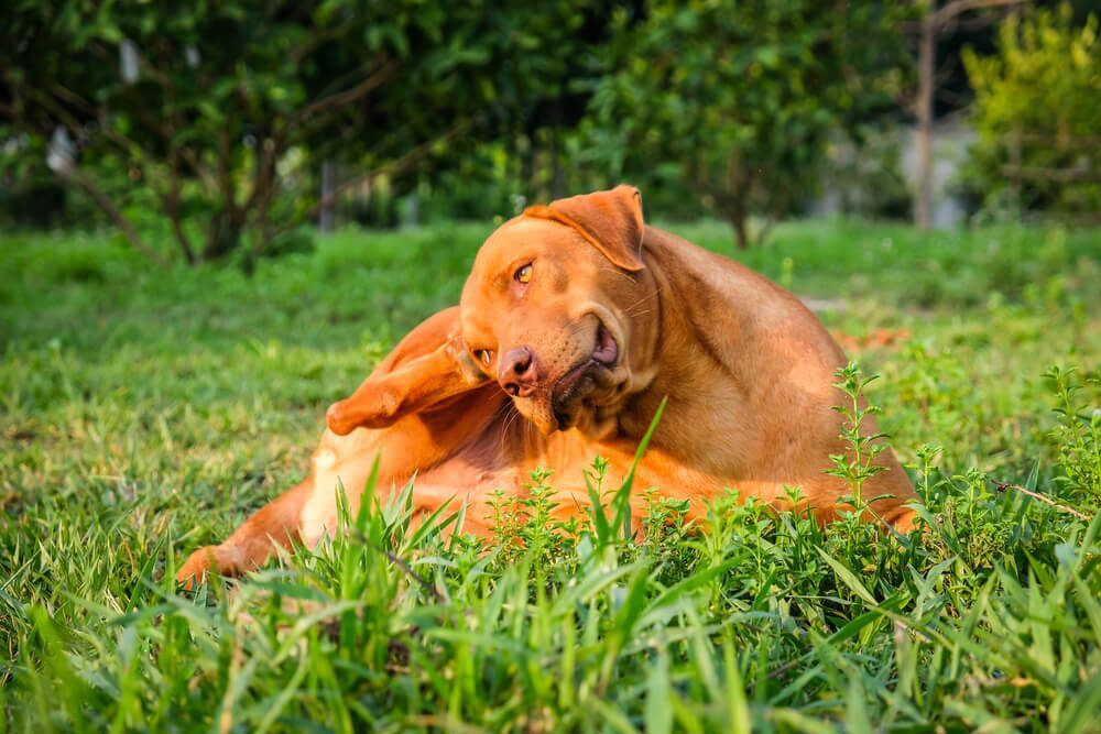 Dog Itchy Ears