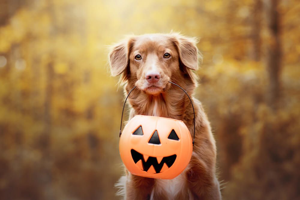 halloween pet safety 5 tips to keep your pets safe this halloween