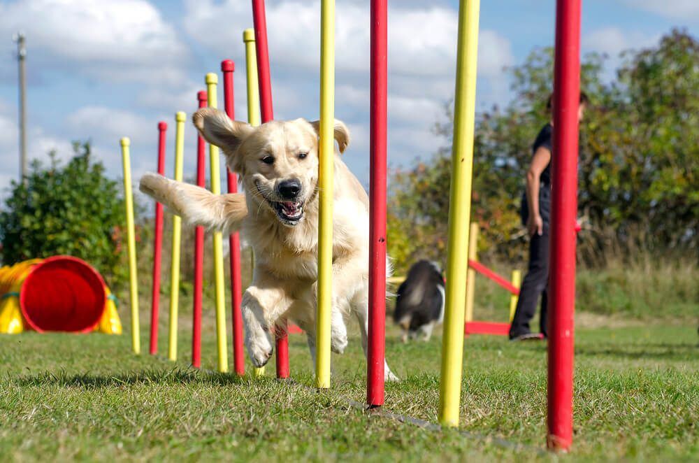 how to become a dog trainer