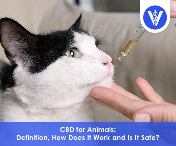 CBD for Animals