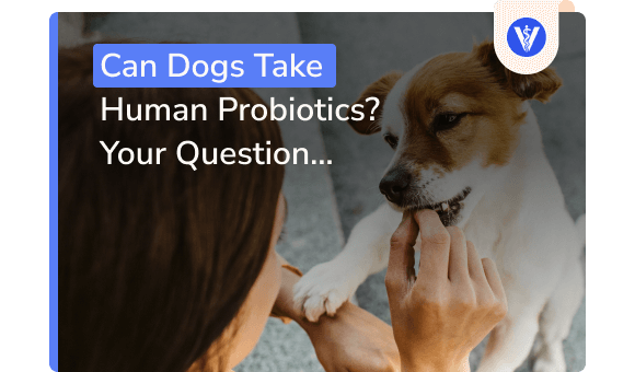 CanDogsTakeHumanProbioticsYourQuestionAnsweredMain580x3401 Total Vet are human probiotics for dogs safe