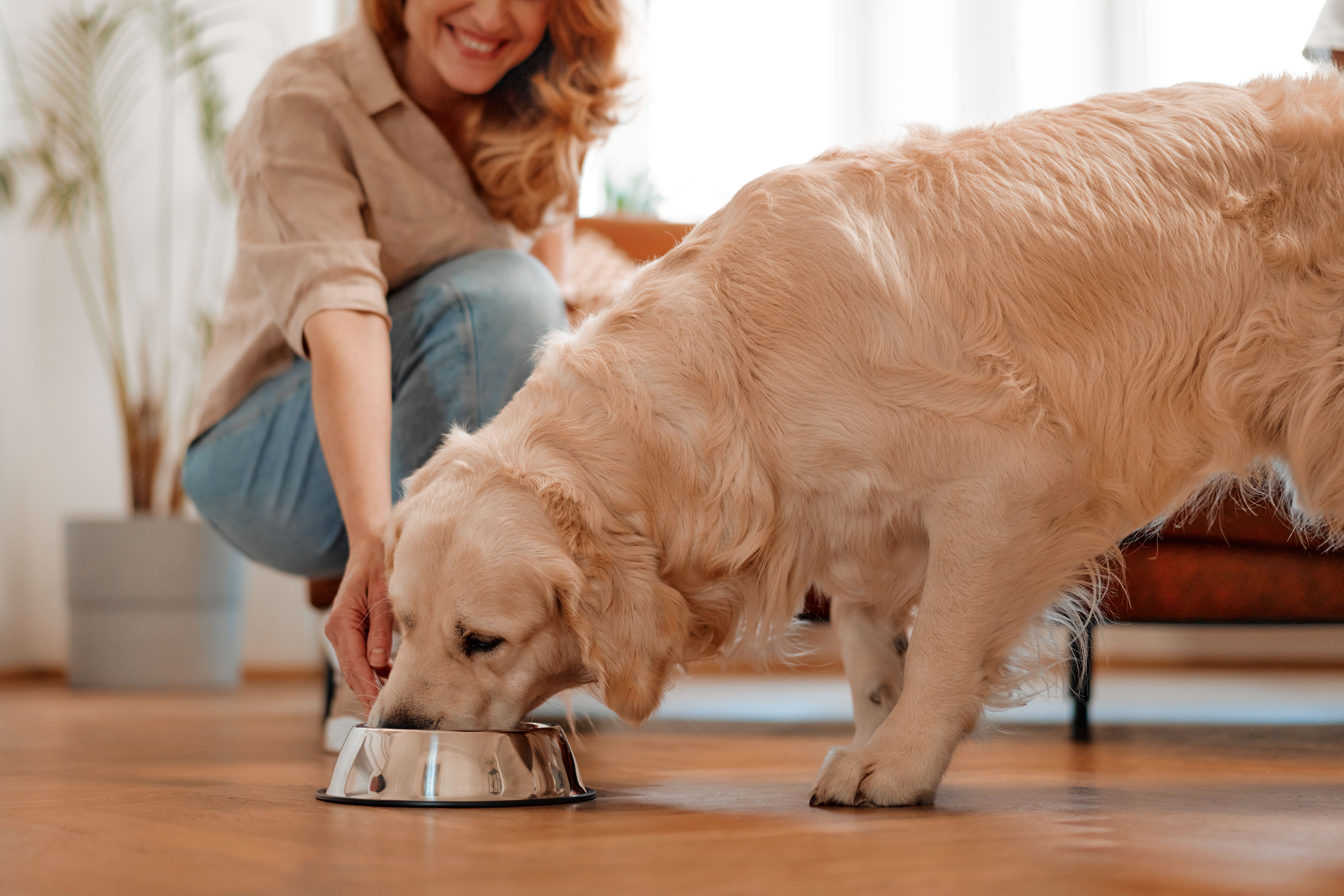 Can Dogs Eat Chicken Gizzards Total Vet Can Dogs Eat Chicken Gizzards