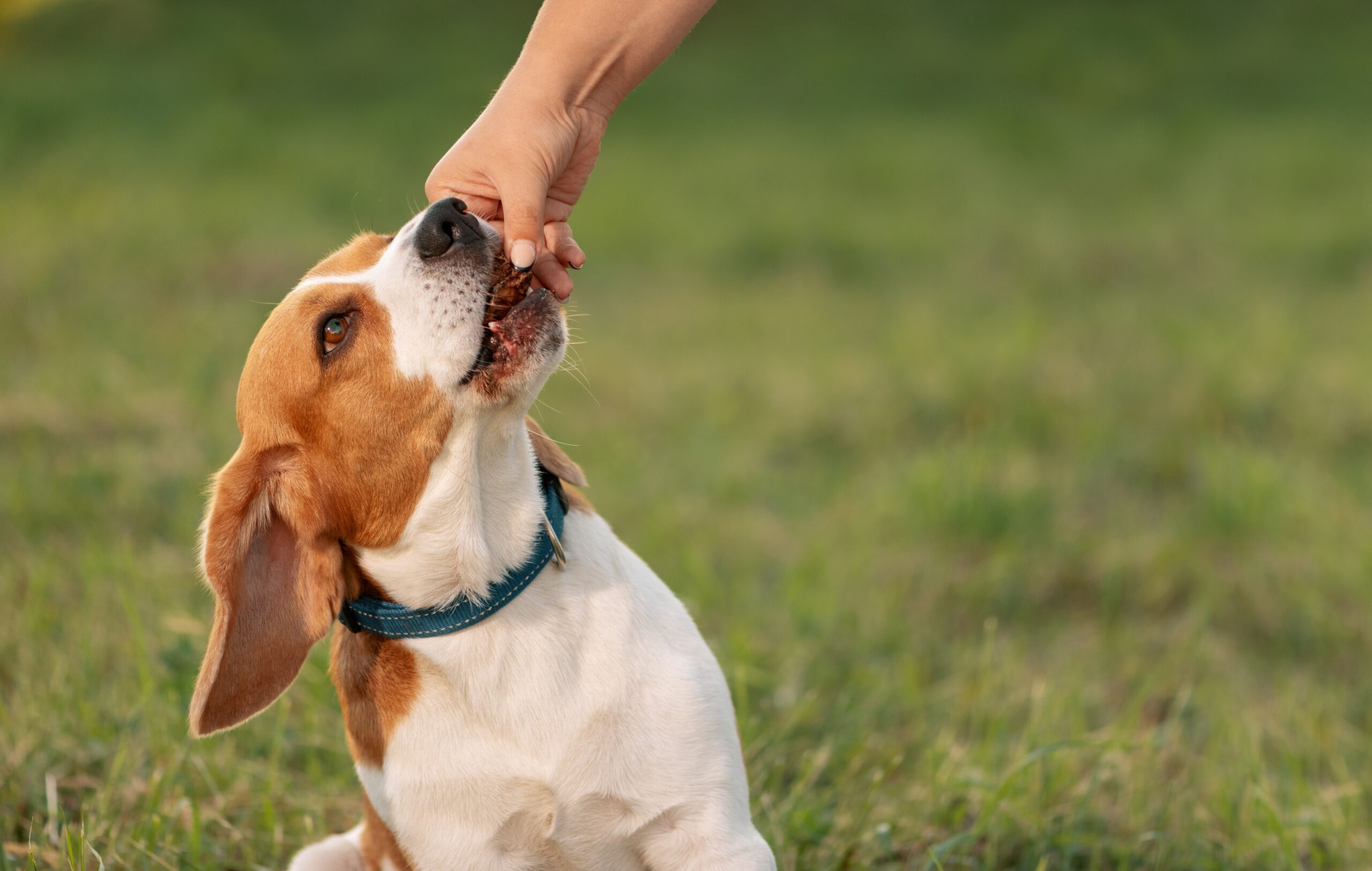Can Dogs Eat Chicken Liver Total Vet