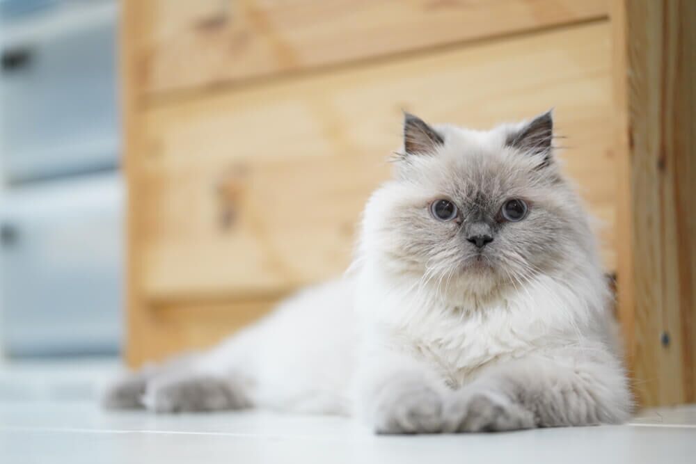 Himalayan Cat