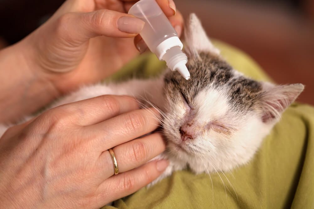 Cat getting ear drops