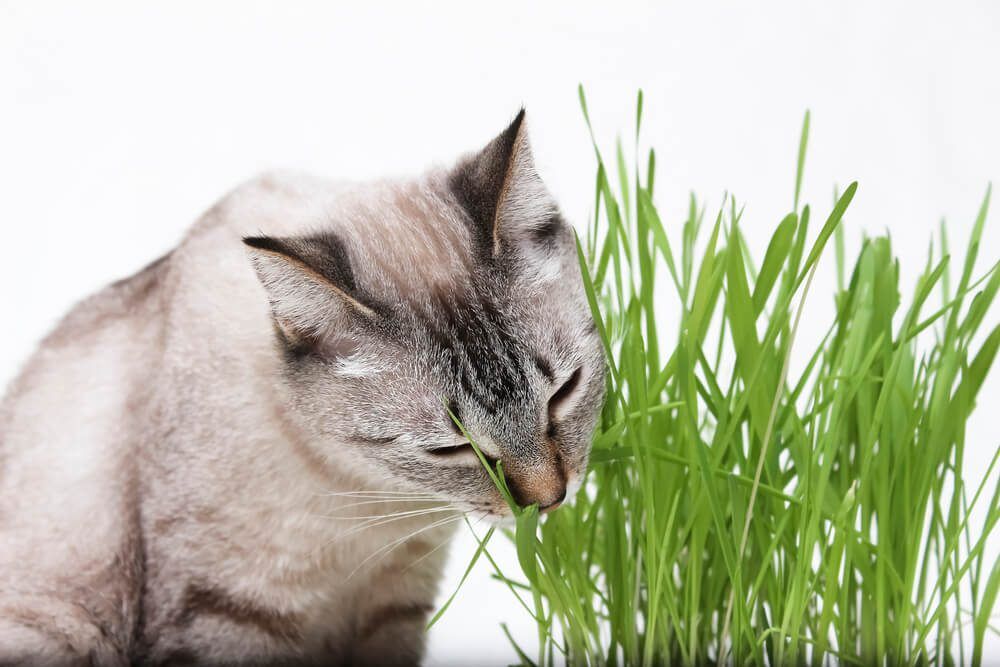 Cat eating grass