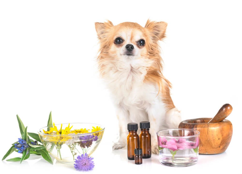 essential oils for dogs