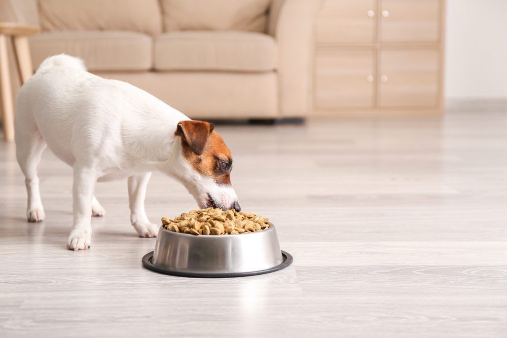 dog food with probiotics